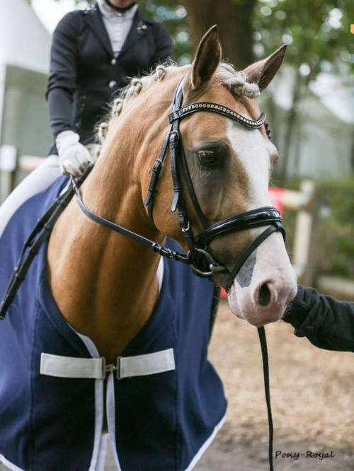 german-riding-pony-a-day:Diamond Touch