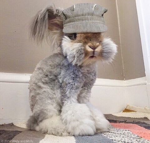 Wally The Bunny — Wally is an English angora rabbit with ...