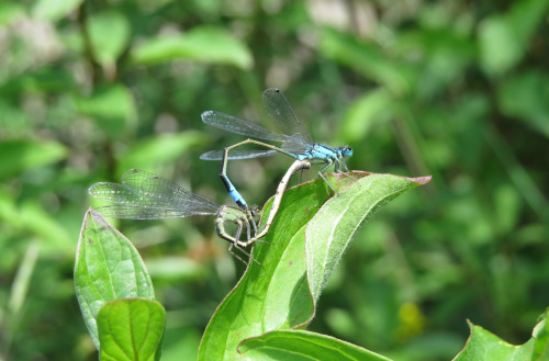 Dragonfly sex