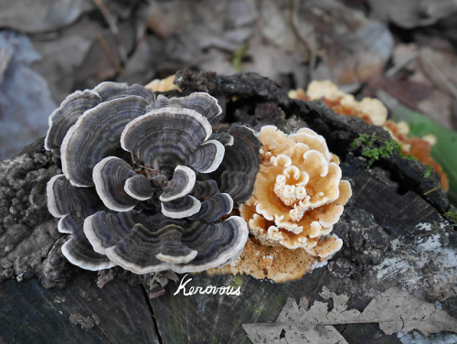 Own picture : # 230, Fungi,  September  2018