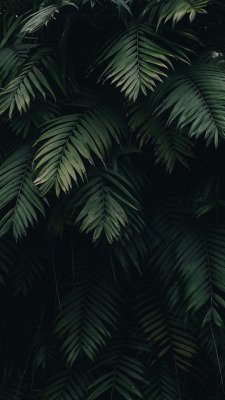 Download 51 Koleksi Background Tumblr Leaves Gratis Terbaik