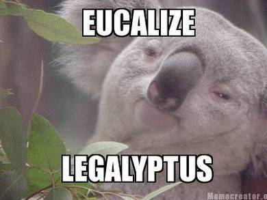 rispostesenzadomanda:
“ reddlr-trees:
“ Legalyptus
”
I wanna be as high as him
”