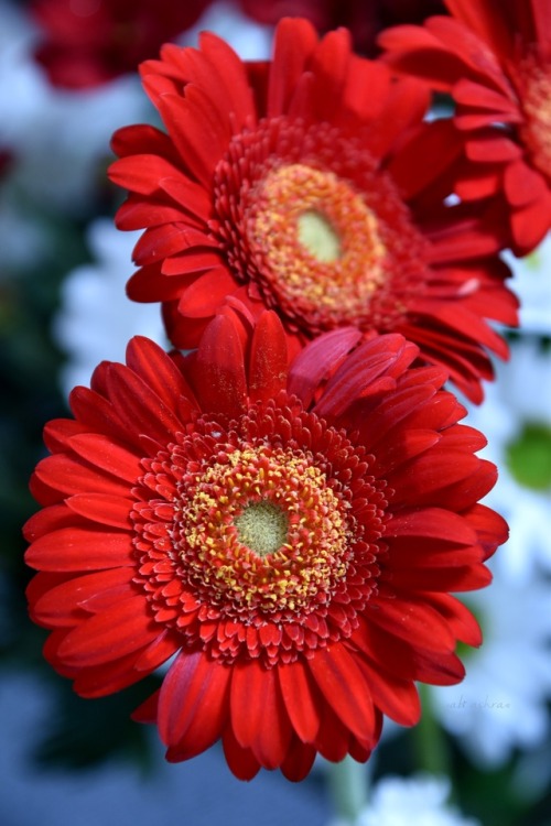 gerberas on Tumblr