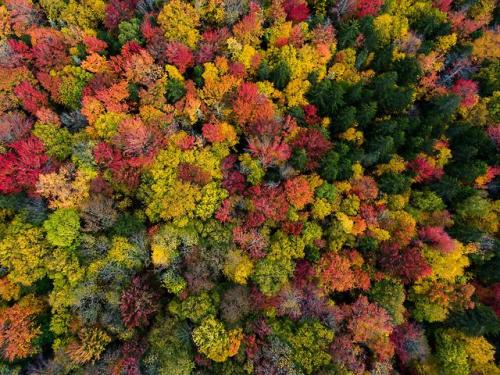 The Foliage Colors of Vermont | Peacham, Vermont [OC] [3992 ×...