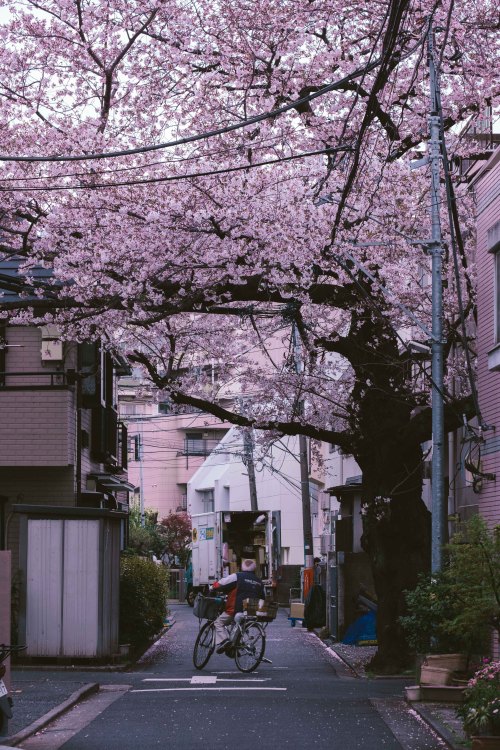 sleeplessintokyo87