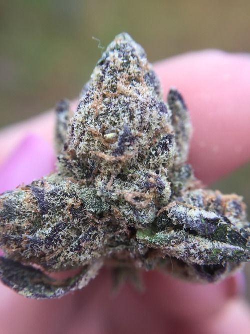 veraisastoner:Some more cookies macros