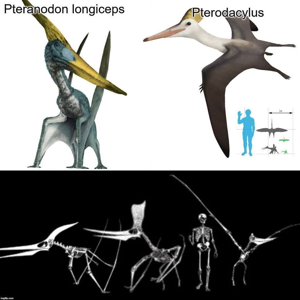 pterodactyl jurassic world evolution