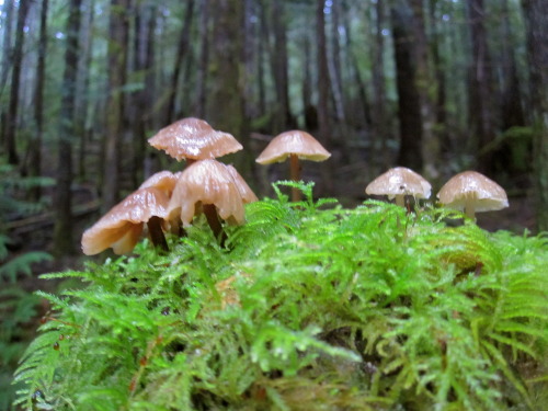 feet-of-clay:Mini mushrooms