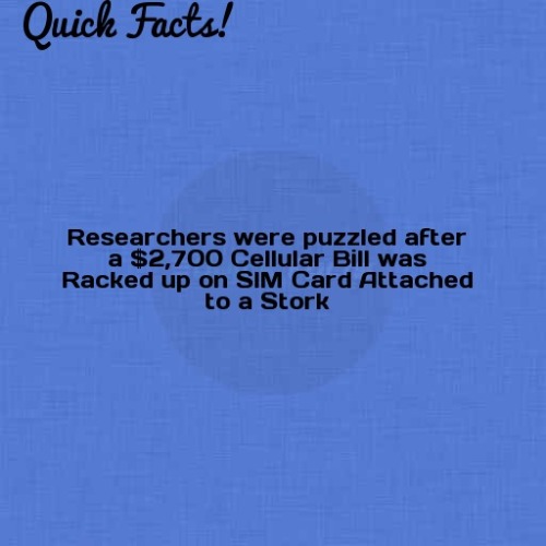 dailycoolfacts:Quick Fact: Researchers were puzzled after a...