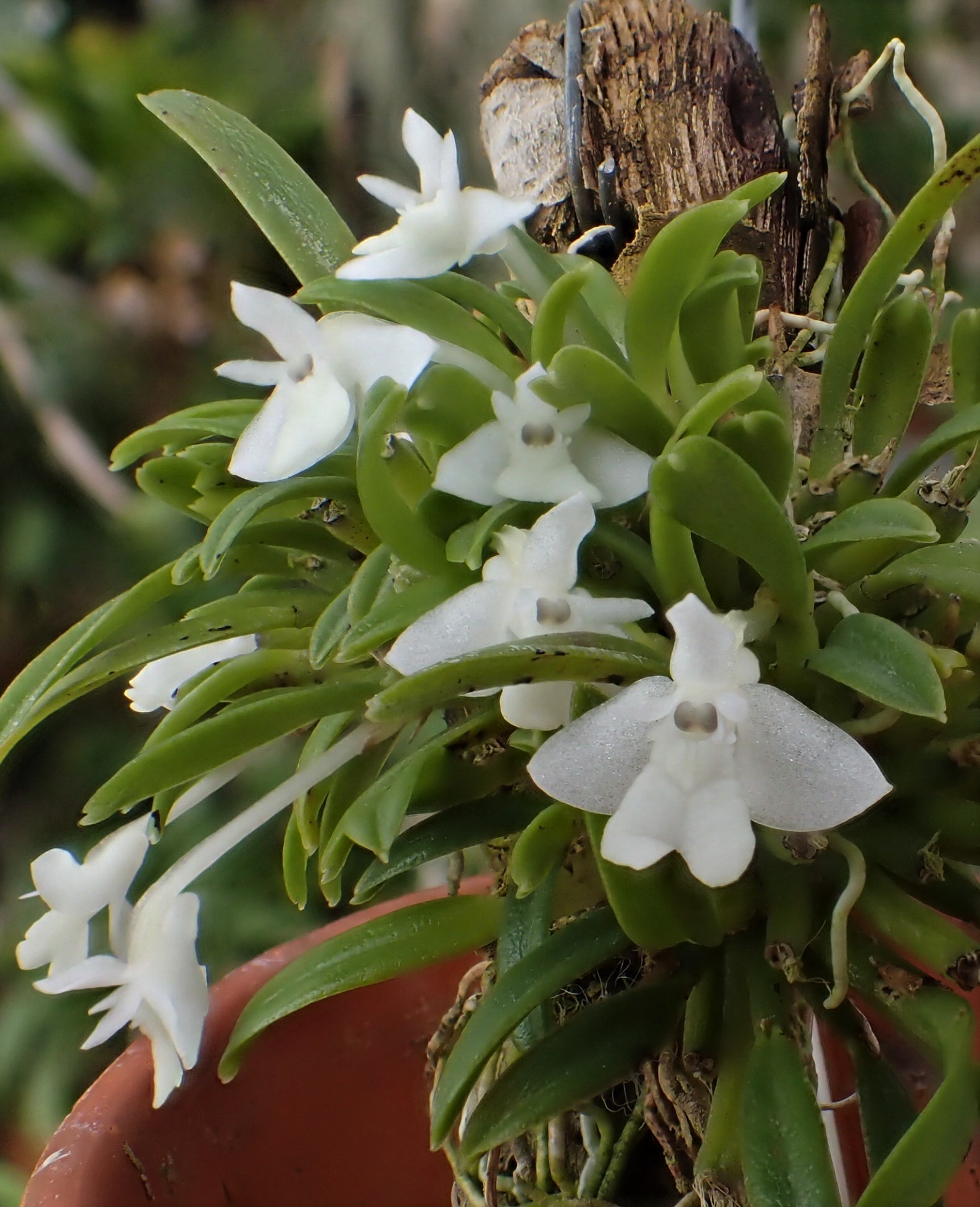 Kết quả hình ảnh cho Dendrobium chionanthum