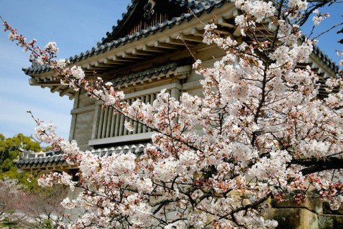 minuga-hana:The blossom was also a symbol of the Samurai,...