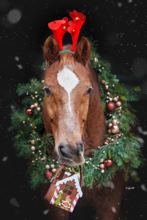 lainphotography:Christmas Horsies