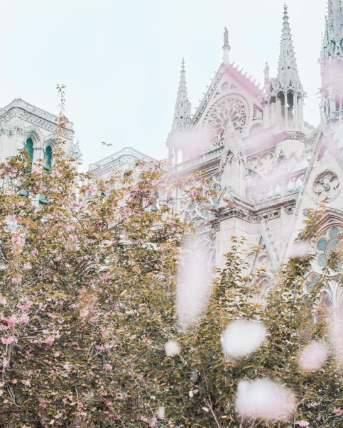 andantegrazioso:Cathédrale Notre-Dame de Paris |...