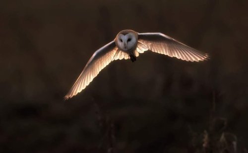 pagewoman:Barn Owlby Simon Wantling