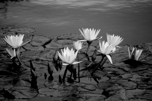goth gothic water lillies waterlily black and white