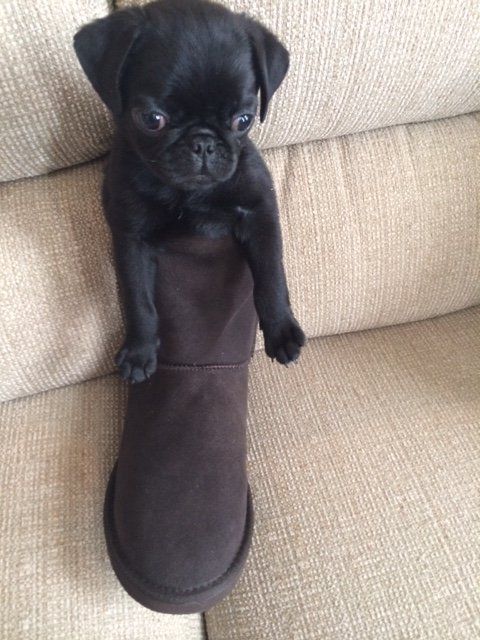 pugsandfrenchbulldogs