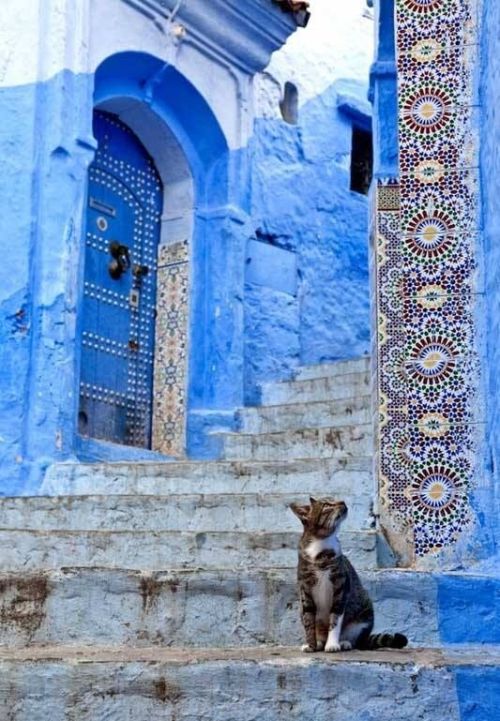 lovenpomegranates:Stray cats and doors in Chefchaouen,...