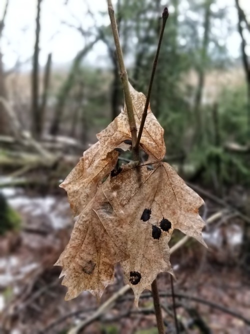 Tar spot fungus symptoms (Rhytisma acerinum) on dead maple leaf...