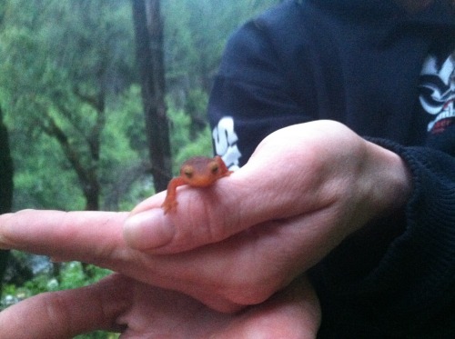 Stowaway Sally