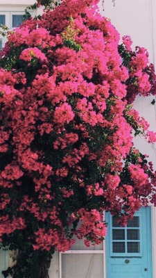Featured image of post Sfondi Fiori Tumblr Rose Augurio di buona giornata con un fiore