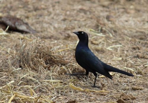 todaysbird
