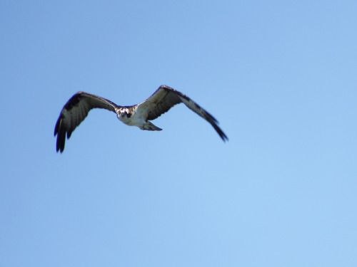 Osprey in flight.