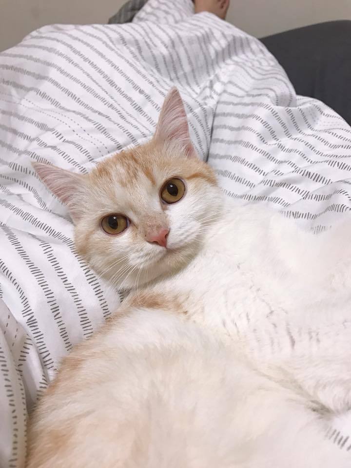 首圖
