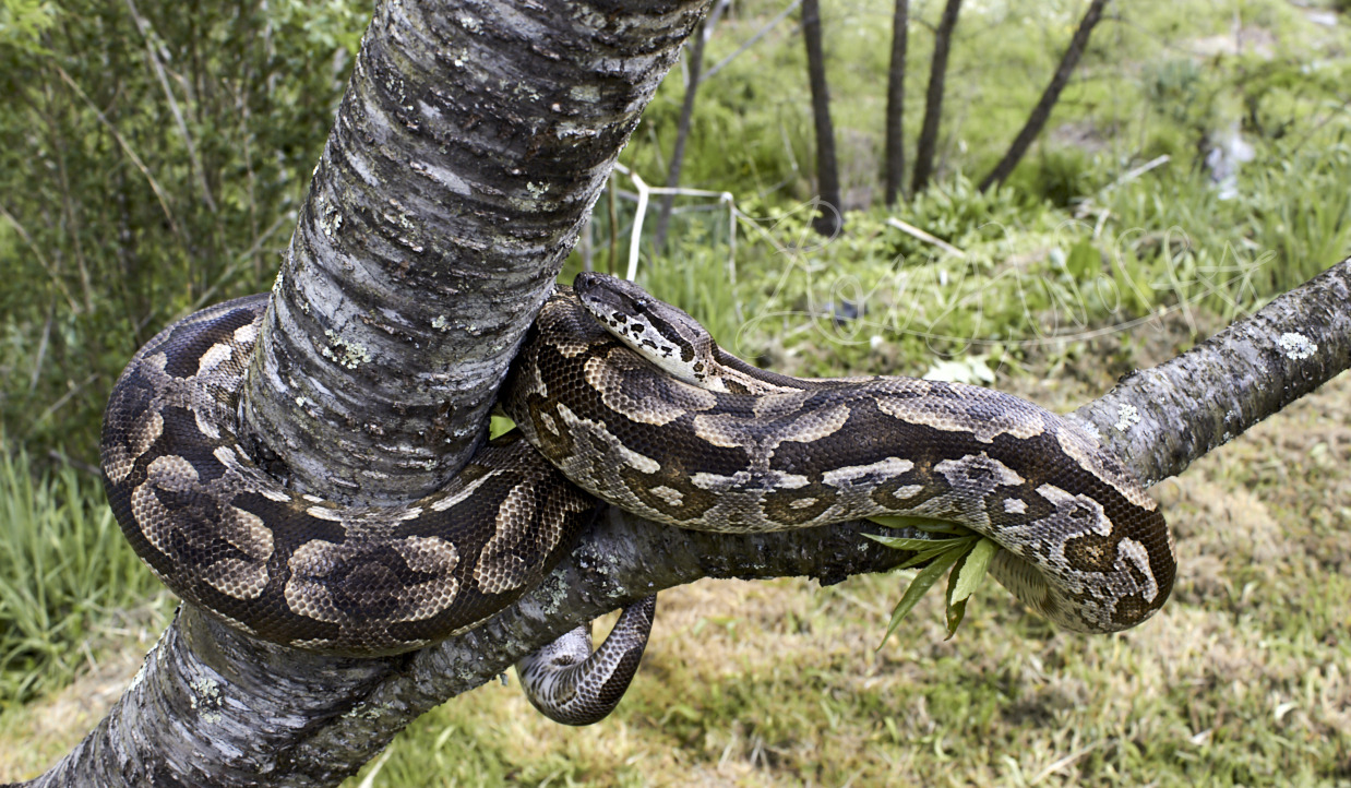 Homegrown Constrictors - Captive bred boa constrictors - Locality Dwarf Boas .