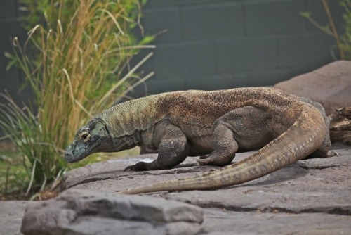 lovingexotics: Komodo Dragon Varanus Komodoensis Source: ...