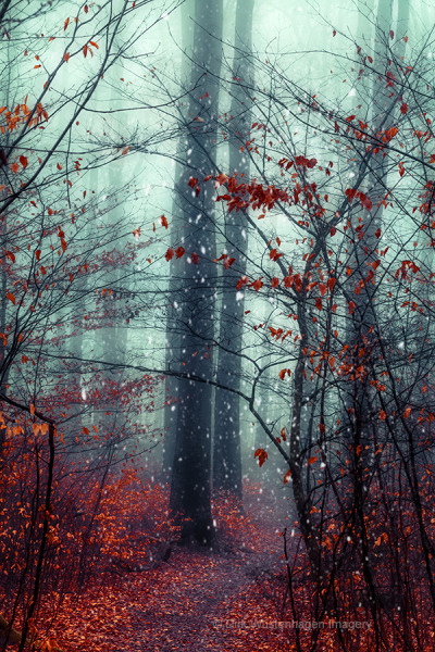 forest nature tumblr