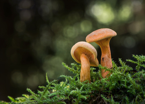 wapiti3:MUSHROOMS!Kleckselkönig photos