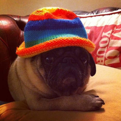 PHOTO OP: A Pug in a Rainbow Hat Via pootlepug.