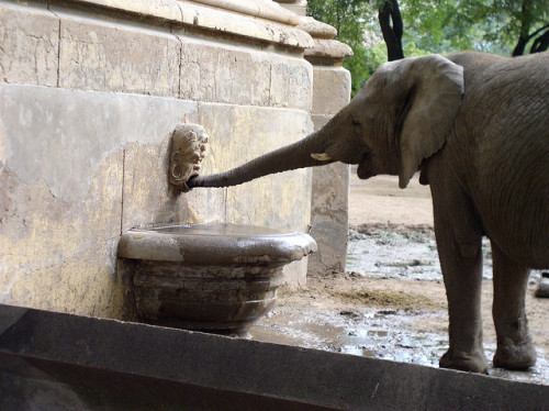 magicalnaturetour:Elephant drinking by [luis] on Flickr. :)