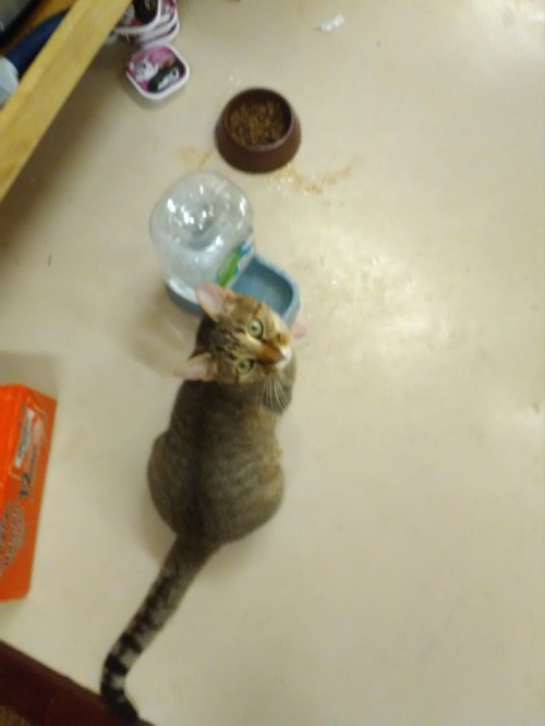pavlov cat pavlov cat