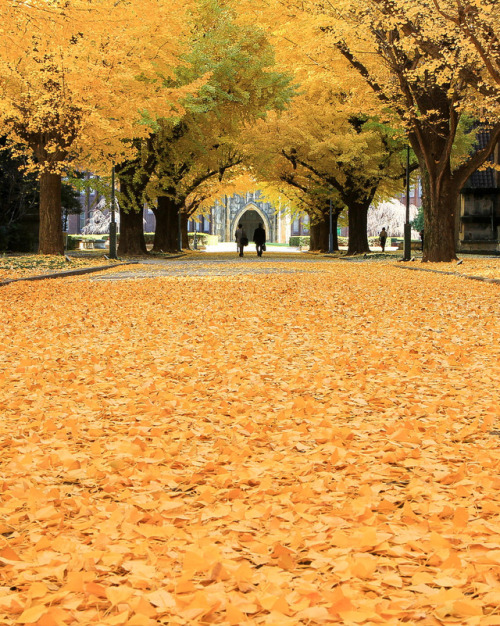 todayintokyo:The University of Tokyo in autumn