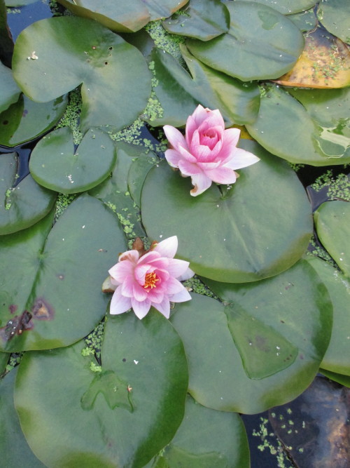Waterlilies 2016 waterlily by me denmark flowers summer hårlev nature