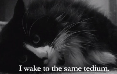 Existentialist Cat Tumblr