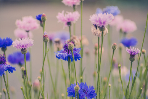 cornflower  Tumblr