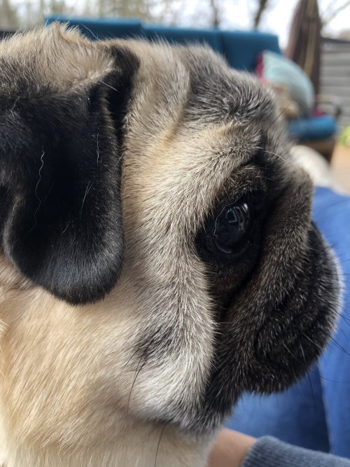 pugsandfrenchbulldogs