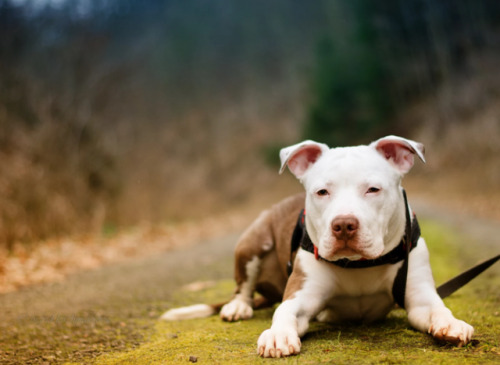 handsomedogs:My boy |Ingrid Kirchmaierová