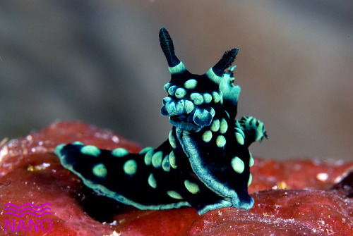 sixpenceee:Nembrotha cristata is a species of colorful sea...