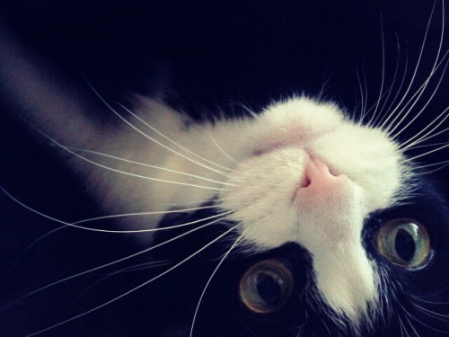 black and white cat on Tumblr