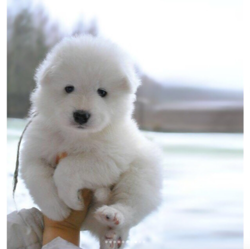 magical-awesome-kid:babyanimalgifs:Chubby puppies that look...