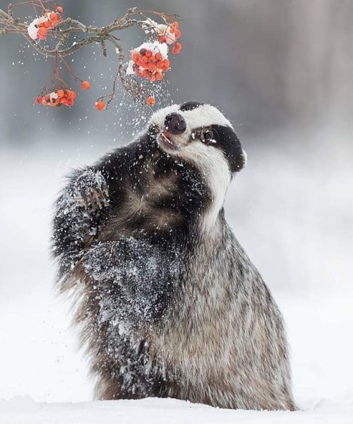 Badger by © inawolfisblickwinkel