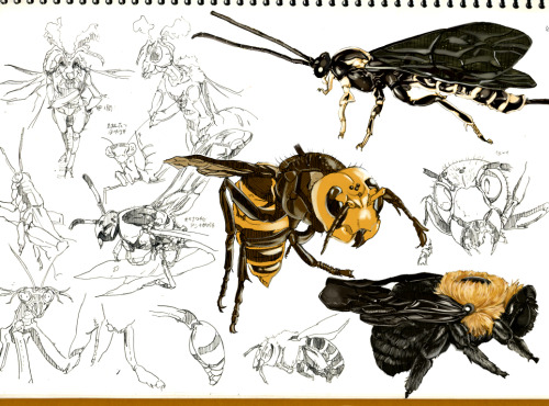 inubiko:It is insect sketching of Japan.:D