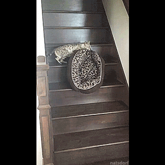 gif video cat cat bed stairs mom cat parenting kittens