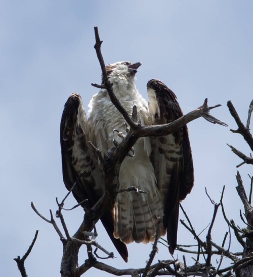 #osprey #perched #raptor...