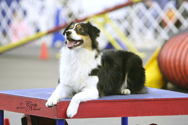 All Australian Shepherds, All The Time: Photo