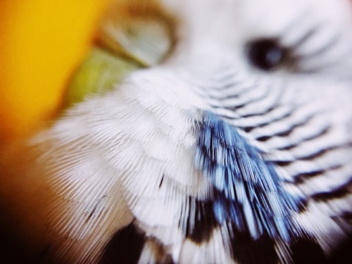 When you macro lens your borb