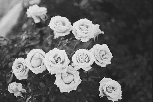 black and white grunge tumblr dark romantic beautiful flower roses